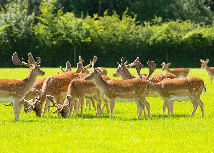 Herd of deer red in colour near Lyndhurst